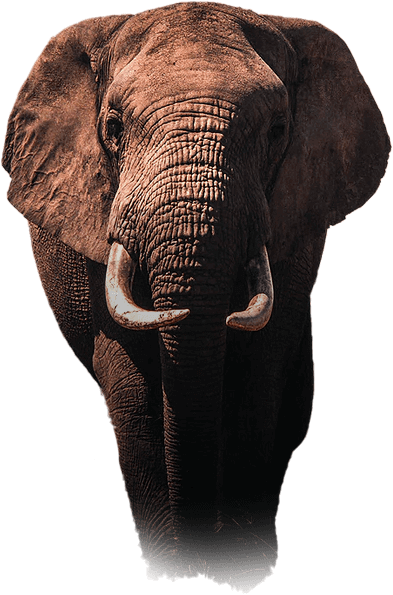 elephant2.png