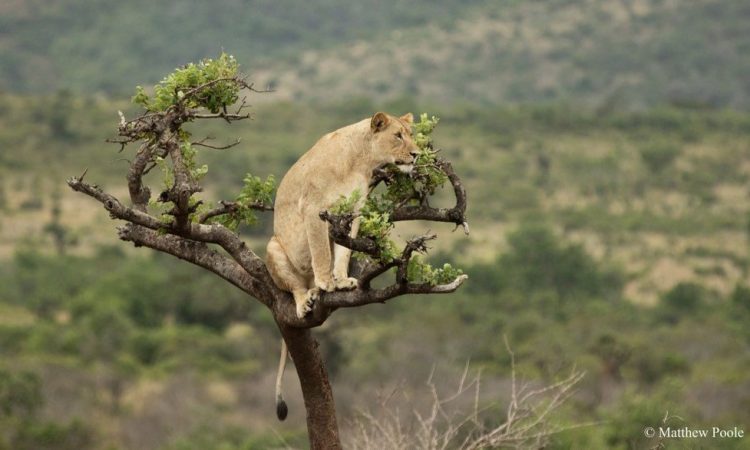 One-day Akagera Game Drive & Boat Ride Adventure