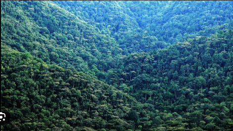 Rwanda- Uganda    2-Days Uganda Gorilla Trekking Tour